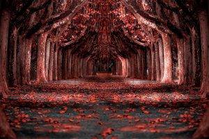 nature, Landscape, Red, Forest, Leaves, Trees, Path, Photo Manipulation