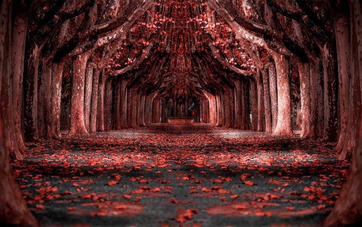 nature, Landscape, Red, Forest, Leaves, Trees, Path, Photo Manipulation HD Wallpaper Desktop Background