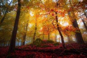landscape, Nature, Forest, Fall, Colorful, Trees, Leaves, Sunlight, Mist