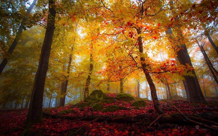 landscape, Nature, Forest, Fall, Colorful, Trees, Leaves, Sunlight, Mist HD Wallpaper Desktop Background