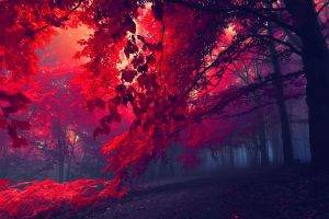 fall, Forest, Mist, Nature, Landscape