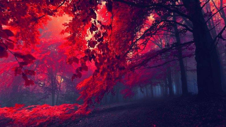 fall, Forest, Mist, Nature, Landscape HD Wallpaper Desktop Background