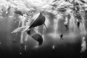nature, Landscape, Whale, Scuba Diving, Sea, Monochrome, Underwater
