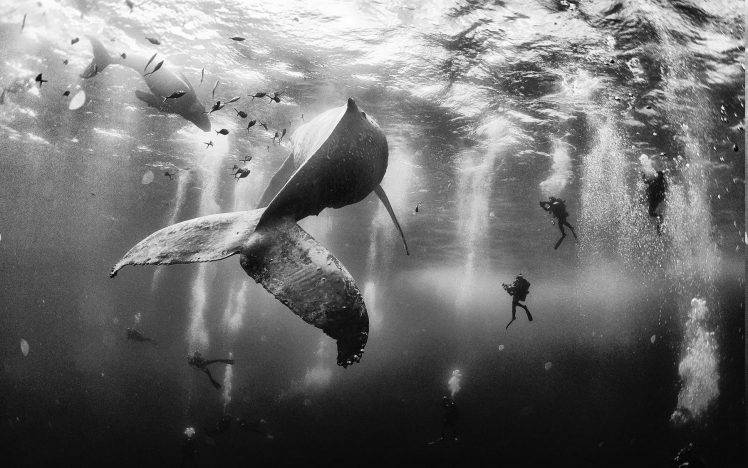nature, Landscape, Whale, Scuba Diving, Sea, Monochrome, Underwater HD Wallpaper Desktop Background