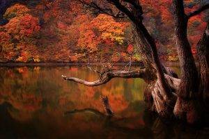 lake, Fall, Forest, Dead Trees, Reflection, Nature, South Korea, Landscape, Colorful, Trees, Water, Sad, Sadness