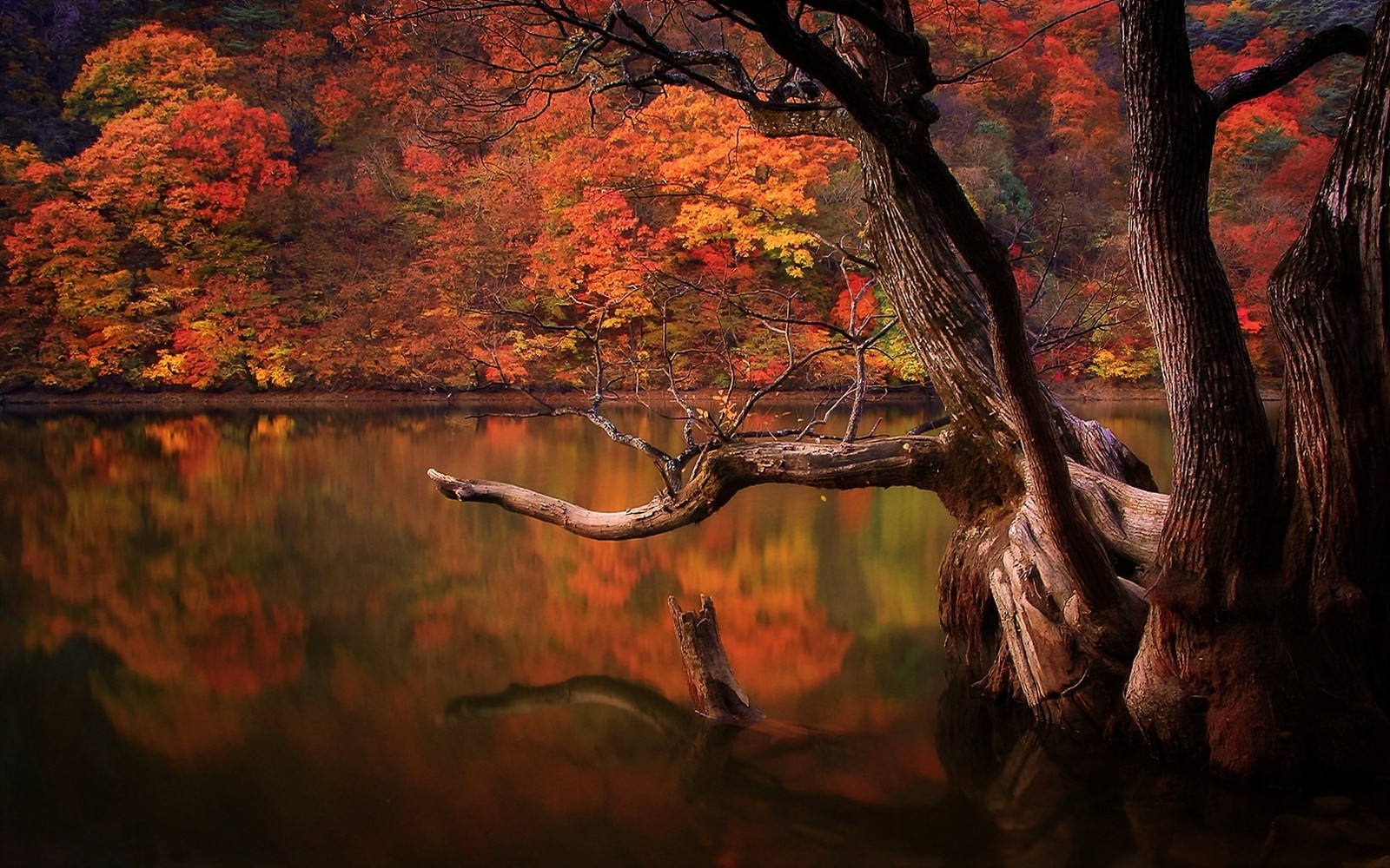 lake, Fall, Forest, Dead Trees, Reflection, Nature, South Korea, Landscape, Colorful, Trees, Water, Sad, Sadness Wallpaper