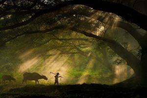 nature, Landscape, Trees, Forest, Branch, Men, Animals, Cows, Sun Rays, Moss, Silhouette, Shepherd, Photography, Sony