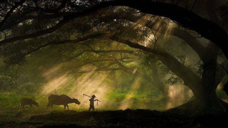 nature, Landscape, Trees, Forest, Branch, Men, Animals, Cows, Sun Rays, Moss, Silhouette, Shepherd, Photography, Sony HD Wallpaper Desktop Background