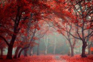 landscape, Nature, Park, Leaves, Road, Fall, Trees, Mist, Red, Blue, Tunnel