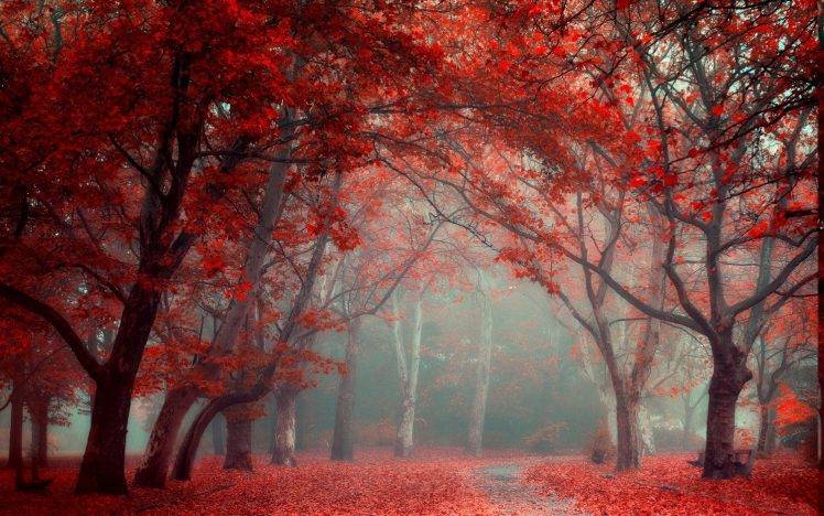 landscape, Nature, Park, Leaves, Road, Fall, Trees, Mist, Red, Blue, Tunnel HD Wallpaper Desktop Background