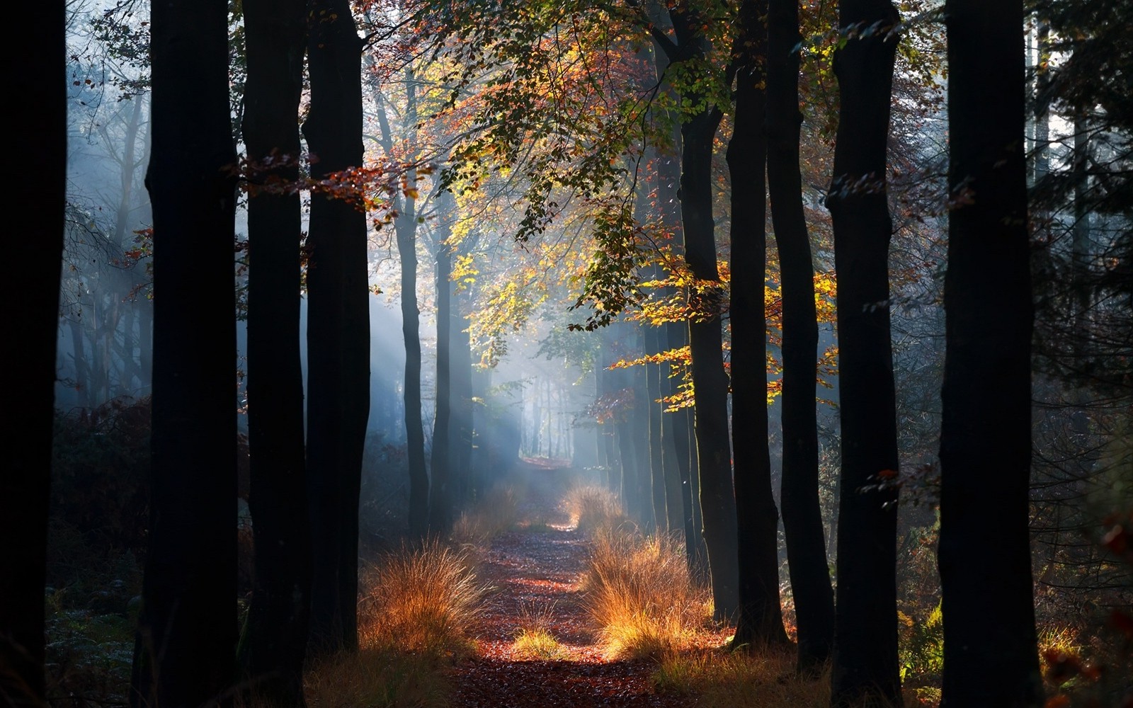 nature, Landscape, Mist, Path, Forest, Grass, Sun Rays, Morning, Trees, Fall, Leaves Wallpaper