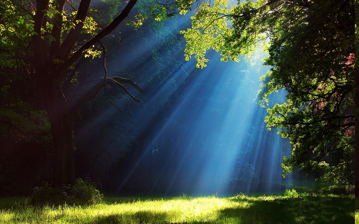 Landscape Nature Forest Grass Sun Rays Trees Mist Blue Green