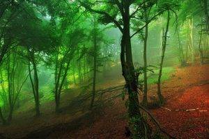 mist, Nature, Forest, Red, Green, Hill, Leaves, Landscape, Morning, Shrubs