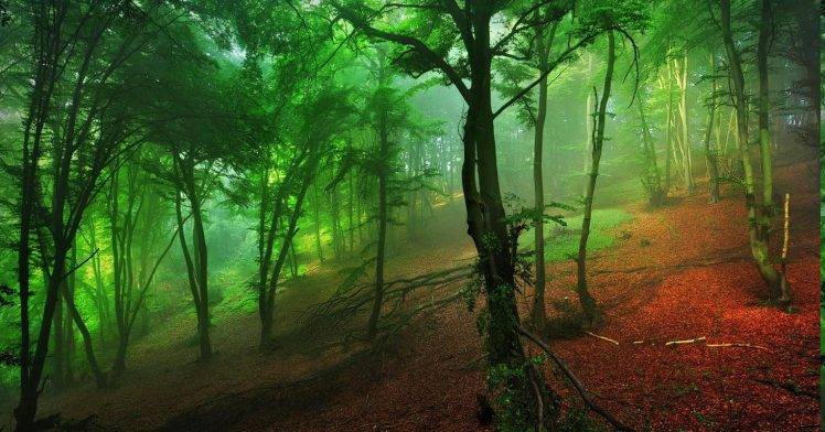 mist, Nature, Forest, Red, Green, Hill, Leaves, Landscape, Morning, Shrubs HD Wallpaper Desktop Background