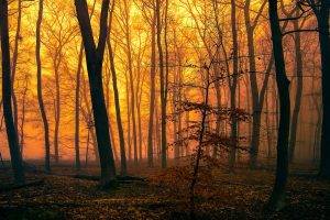 nature, Trees, Forest, Leaves, Branch, Mist, Sunlight, Silhouette, Moss, Orange, Landscape, Fall