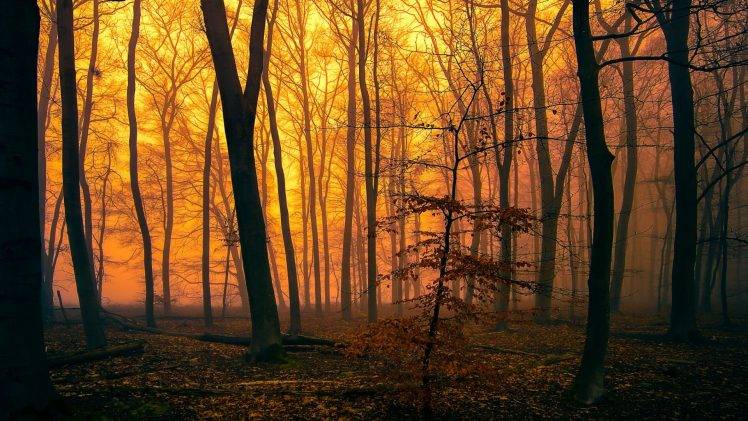 nature, Trees, Forest, Leaves, Branch, Mist, Sunlight, Silhouette, Moss, Orange, Landscape, Fall HD Wallpaper Desktop Background
