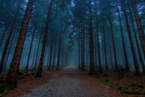 forest, Landscape, Mist