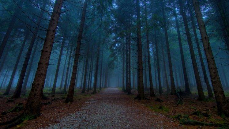 forest, Landscape, Mist HD Wallpaper Desktop Background