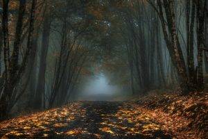 nature, Landscape, Mist, Road, Forest, Leaves, Fall, Trees, Dark, Morning