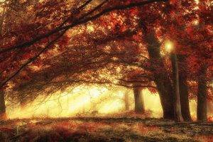 nature, Landscape, Sun Rays, Forest, Mist, Fall, Grass, Trees, Morning, Red, Magic, Sunlight