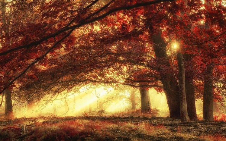 nature, Landscape, Sun Rays, Forest, Mist, Fall, Grass, Trees, Morning, Red, Magic, Sunlight HD Wallpaper Desktop Background