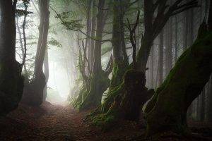 nature, Landscape, Mist, Trees, Path, Roots, Forest, Moss, Ancient, France, Beech, Morning, Leaves