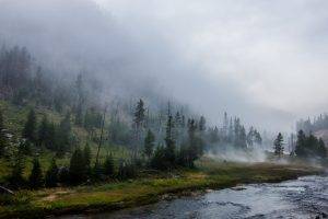 landscape, Nature, Yellowstone National Park, Forest, River, Mist, Mountain, Trees, Grass