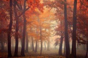 nature, Landscape, Mist, Trees, Fall, Leaves, Red, Park, Morning, Sunrise