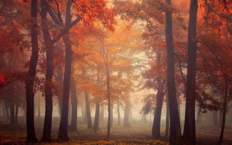 nature, Landscape, Mist, Trees, Fall, Leaves, Red, Park, Morning, Sunrise HD Wallpaper Desktop Background