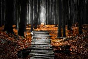 landscape, Nature, Forest, Mist, Path, Leaves, Fall, Trees, Morning