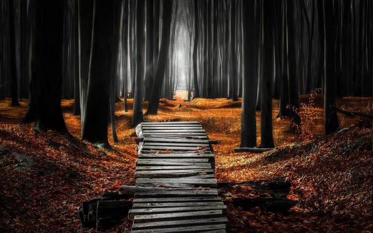 landscape, Nature, Forest, Mist, Path, Leaves, Fall, Trees, Morning HD Wallpaper Desktop Background