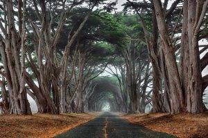 landscape, Nature, Cypress, Road, Trees, Mist, Tunnel, Ancient