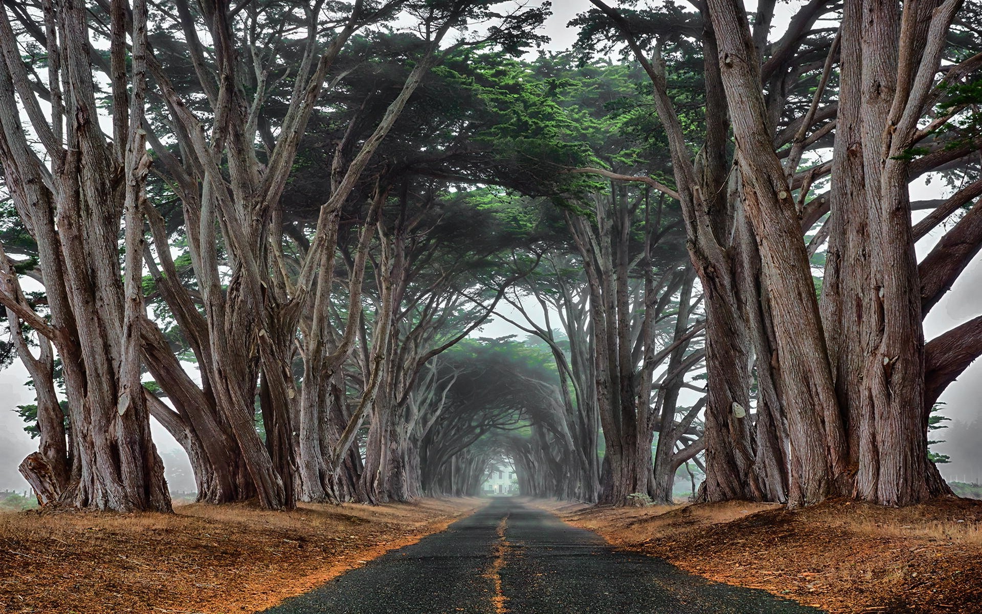 landscape, Nature, Cypress, Road, Trees, Mist, Tunnel, Ancient