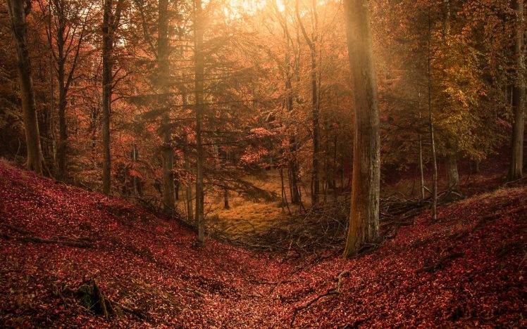 landscape, Nature, Forest, Sun Rays, Hill, Leaves, Fall, Trees, Fairy Tale, Path, Colorful HD Wallpaper Desktop Background