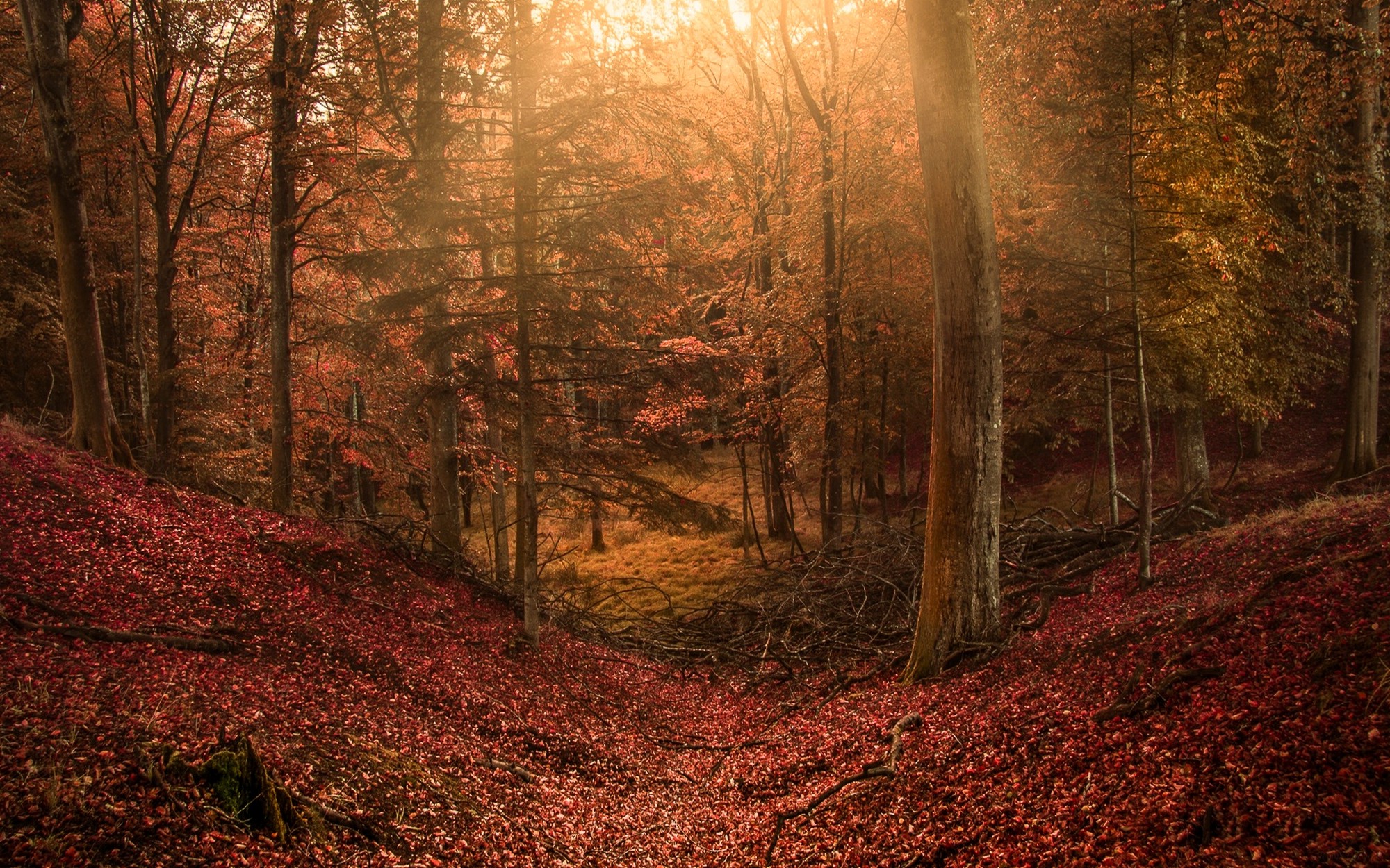 landscape, Nature, Forest, Sun Rays, Hill, Leaves, Fall, Trees, Fairy Tale, Path, Colorful Wallpaper
