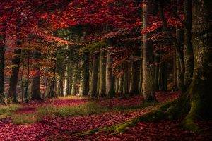 nature, Landscape, Forest, Fall, Leaves, Trees, Roots, Grass, Red, Moss