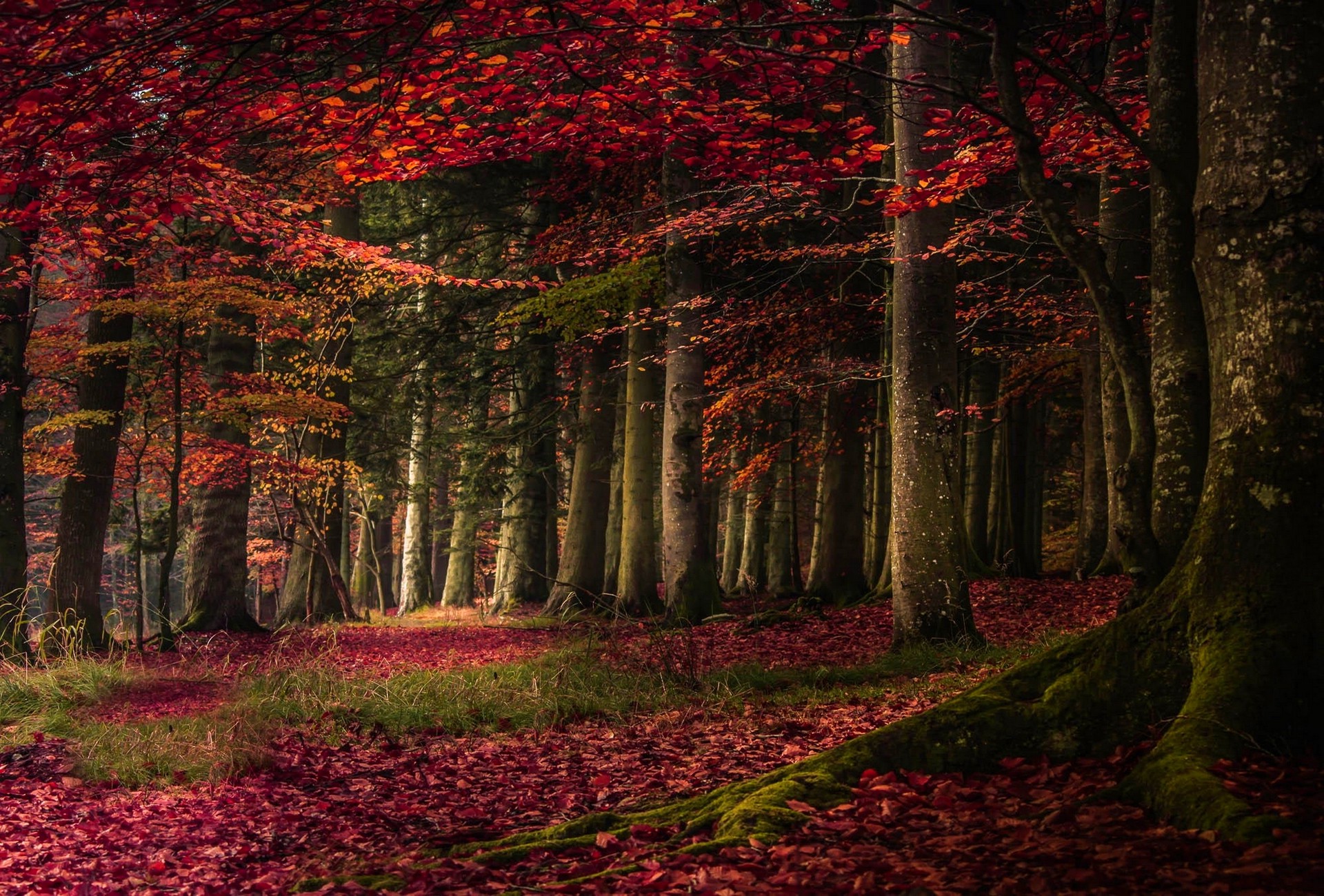 nature, Landscape, Forest, Fall, Leaves, Trees, Roots, Grass, Red, Moss Wallpaper