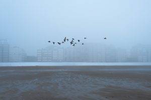 photography, Nature, Landscape, Sea, Birds, Mist, White, Building, Flying