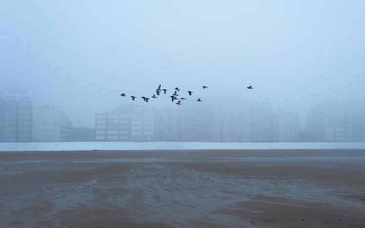 photography, Nature, Landscape, Sea, Birds, Mist, White, Building, Flying HD Wallpaper Desktop Background
