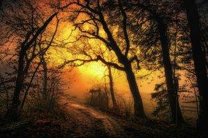 nature, Landscape, Sunrise, Mist, Dirt Road, Forest, Leaves, Trees, Sky, Path, Yellow, Morning