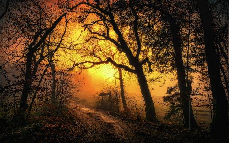nature, Landscape, Sunrise, Mist, Dirt Road, Forest, Leaves, Trees, Sky, Path, Yellow, Morning HD Wallpaper Desktop Background