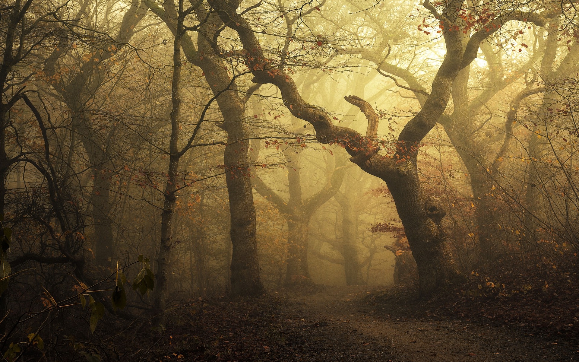 mist, Landscape, Morning, Nature, Forest, Path, Leaves, Trees, Fall, Sunlight Wallpaper
