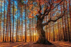landscape, Nature, Sunrise, Forest, Trees, Fall, Sun Rays, Bulgaria, Shadow, Sunlight