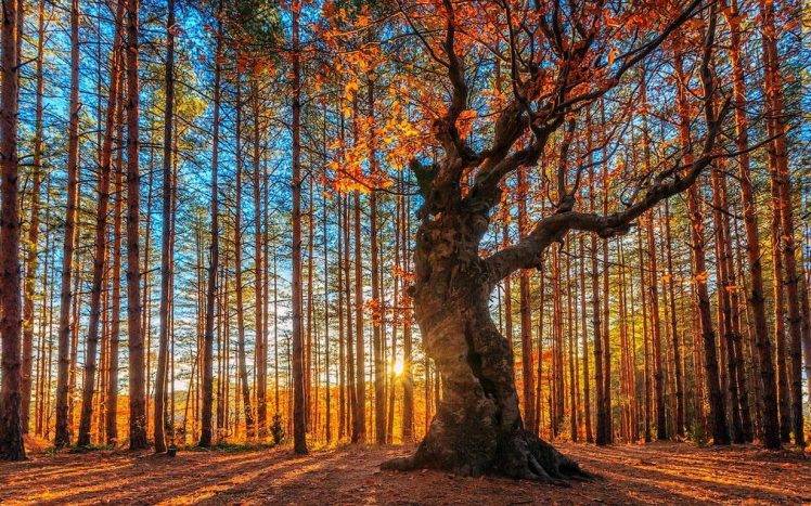 landscape, Nature, Sunrise, Forest, Trees, Fall, Sun Rays, Bulgaria, Shadow, Sunlight HD Wallpaper Desktop Background