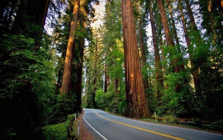 road, Sequoias, Redwood, Nature, Landscape, Forest HD Wallpaper Desktop Background