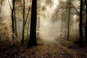 nature, Landscape, Forest, Mist, Path, Leaves, Fall, Morning, Trees, Dark, Atmosphere