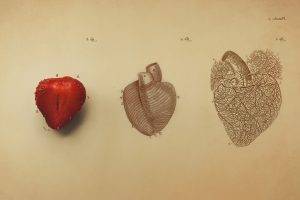 digital Art, Minimalism, Simple, Simple Background, Organs, Hearts, Drawing, Vintage, Veins, Text, Fruit, Strawberries, Biology, Medicine