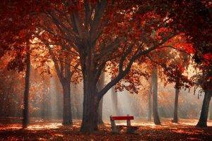 nature, Landscape, Park, Trees, Fall, Mist, Leaves, Bench, Sun Rays, Morning, Red