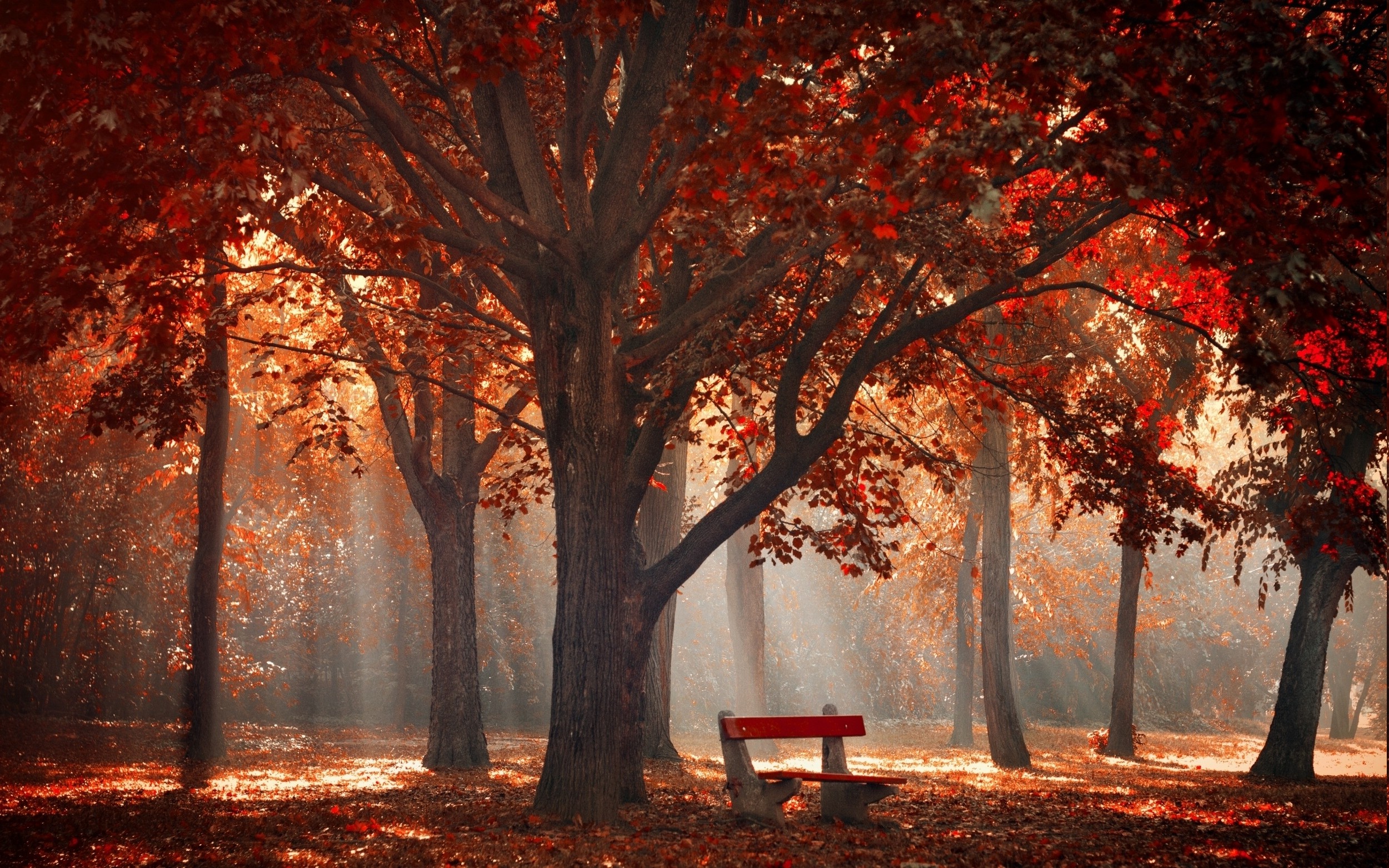 nature, Landscape, Park, Trees, Fall, Mist, Leaves, Bench, Sun Rays, Morning, Red Wallpaper