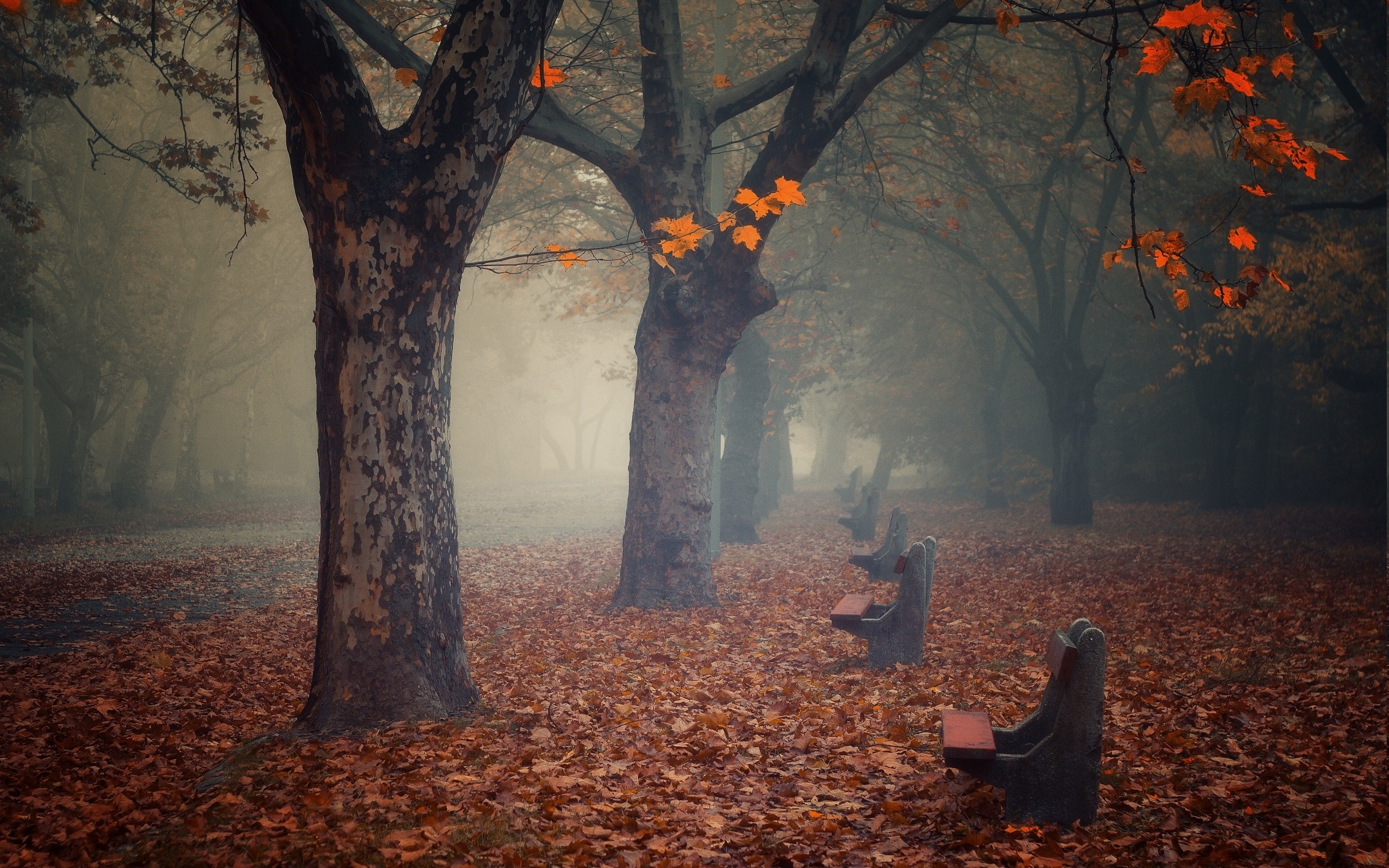 nature, Landscape, Fall, Bench, Leaves, Mist, Park, Morning, Trees, Atmosphere, Empty, Calm, Path Wallpaper